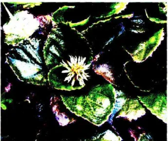 FIGURE 3.3: Gunnera cordifolia 