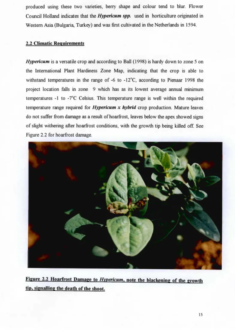 Figure 2.2 Hoarfrost Damage to Hypericum, note the blackening of the growth tip, signalling the death of the shoot.