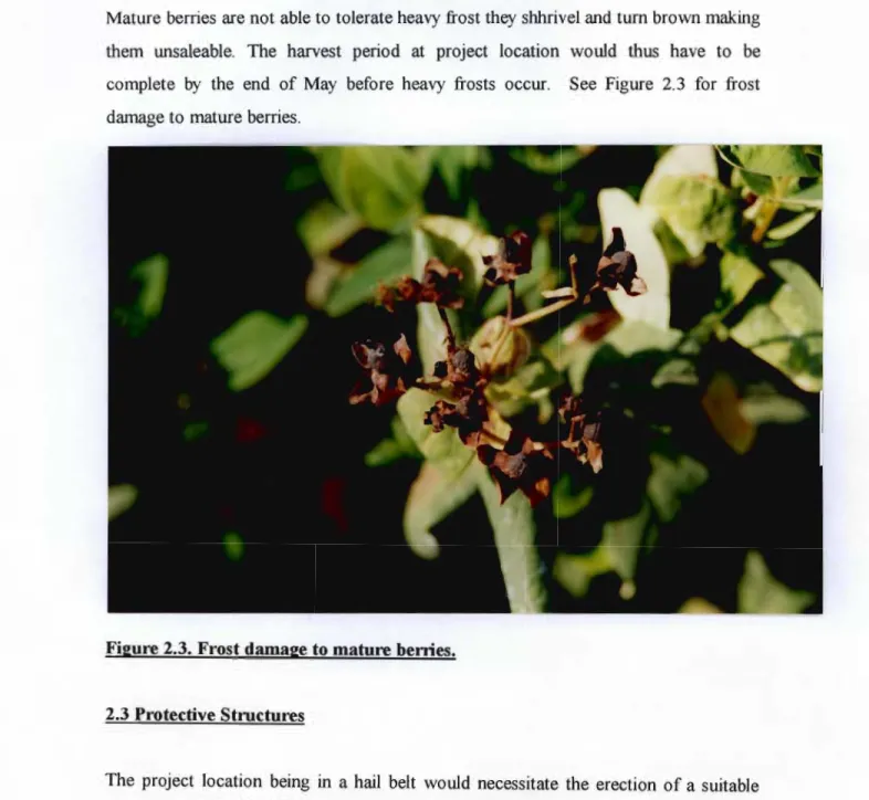 Figure 2.3. Frost damage to mature berries.