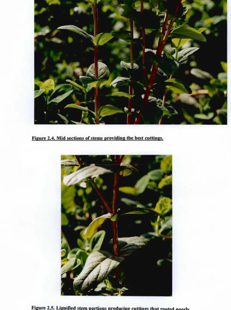 Figure 2.4. Mid sections of stems providing the best cuttings.