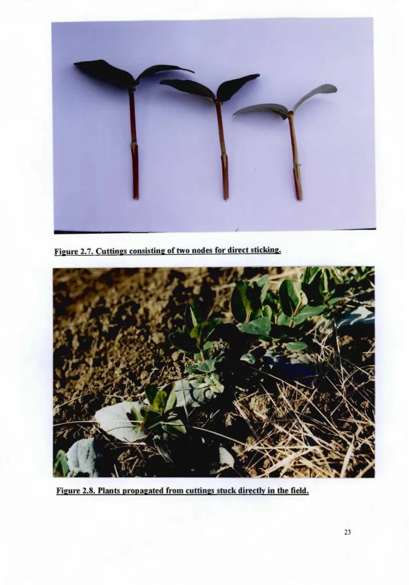 Figure 2.8. Plants propagated from cuttings stuck directly in the field.