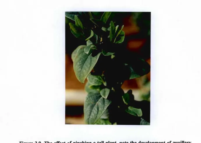 Figure 2.9. The effect of pinching a tall plant, note the development of auxiUary shoots.