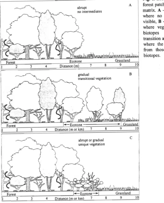 Fig. 1. Ecotone types between forest patches and a grassland matrix. A - an abrupt ecotone where no transition area is visible, B - a gradual ecotone where vegetation from both biotopes constitutes the transition area, C - an ecotone where the vegetation d