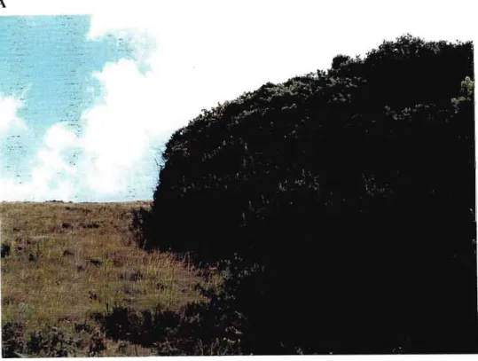 Fig. 2. A - Sharp transition between an Afromontalle forest patch and the surrounding grassland matrix, B - Fire damage in the Afromontane grassland matrix.