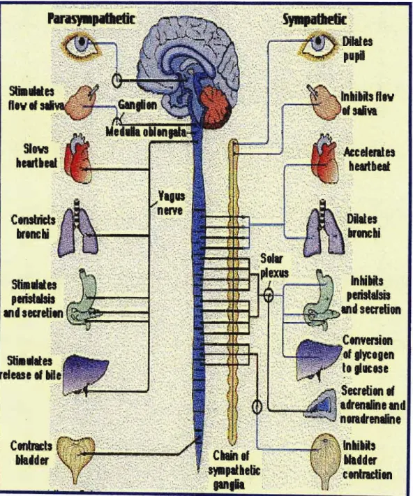 Figure 1: Diagram of sympathetic and parasympathetic nervous distribution to the trunk [Martini and Timmons, 1997J