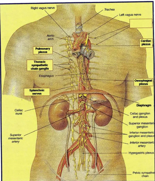 Figure 2: The thoracic and abdominal sympathetic trunks displaying thoracic and abdominal autonomic plexus {AdaptedfromMartini and Timmons, 1996]