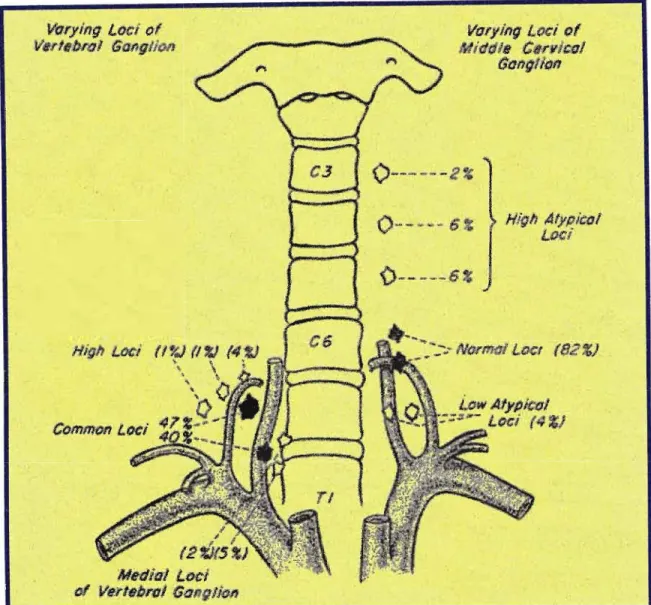 Figure 6: Illustration ofcervical chain displaying the varying locations ofMCG [Adaptedfrom Becker and Grant, 1957J