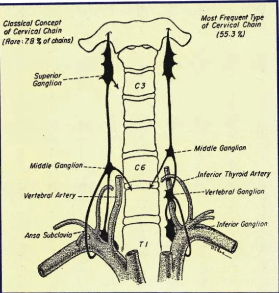 Figure 7: Illustration ofcervical sympathetic chain displaying an unjUsed leG on the