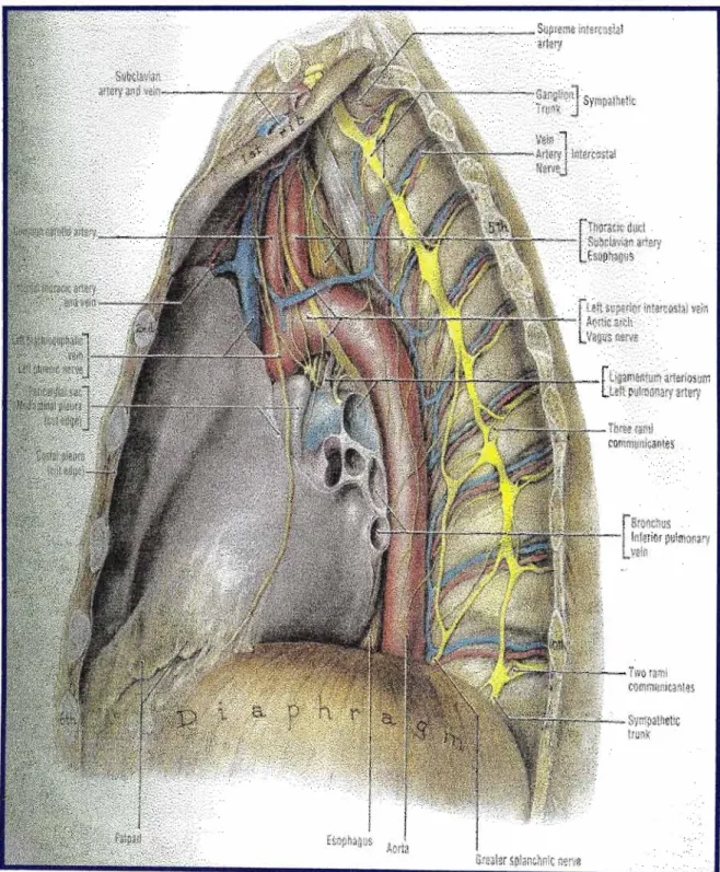 Figure 10: Lateral view ofthe mediastinal relations ofthe left sympathetic chain [Agur, 1991J