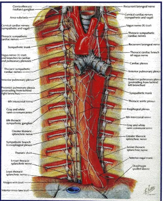 Figure 11: The thoraCiC sympathetic chains and their relations [Netter, 1990}