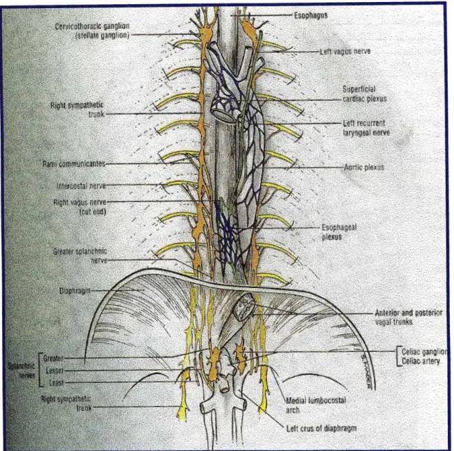 Figure 16: Origin ojsplanchnic nerves from the thoracic sympathetic chain [Agur, 1991]