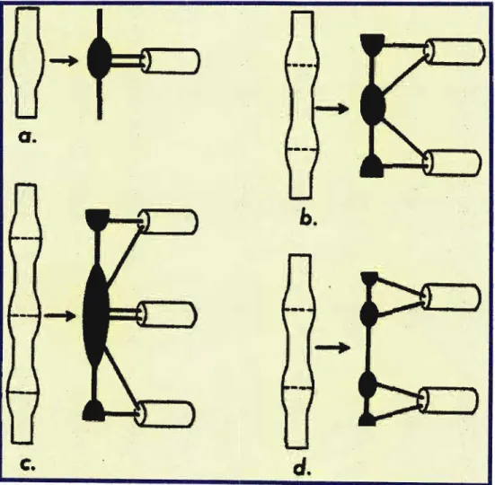 Figure 19: Schema illustrating the development ofpossible variations ofthe ganglionated chainfrom the primordial cell column [Pick, 1970]