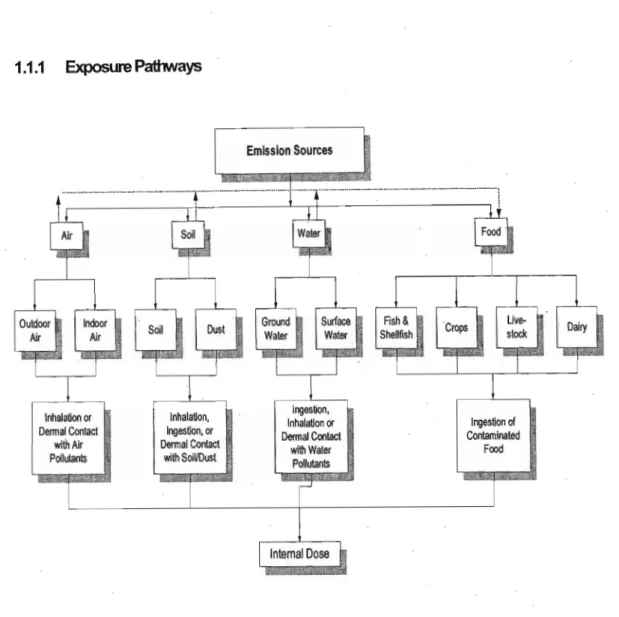 Figure 1.2:  Exposure pathways (Sexton et. al. , 1992). 
