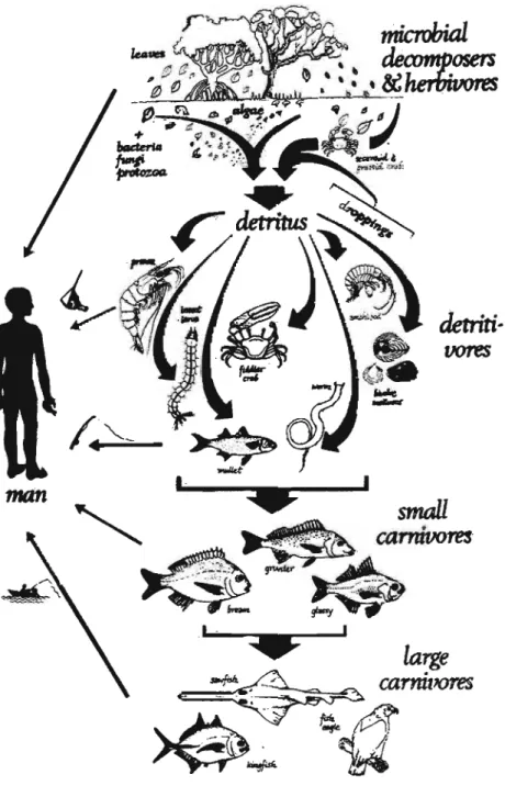 Fig 2.5: Interdependencies within the Mangrove Environment. (Berjak, 1977.)