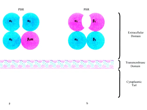 Figure 1.1.2 Diagrammatic representation of MHC Class I (a.) and Class II (b.) molecules