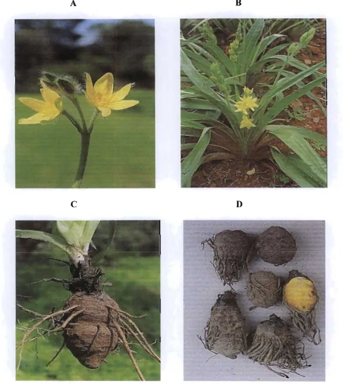Figure  5  H  hemerocallidea  flower  (A  ),  H  hemerocallidea  leaves  (B),  H  hemerocallidea  corm  and  roots (C), and,  H  hemerocallidea  corms (D)