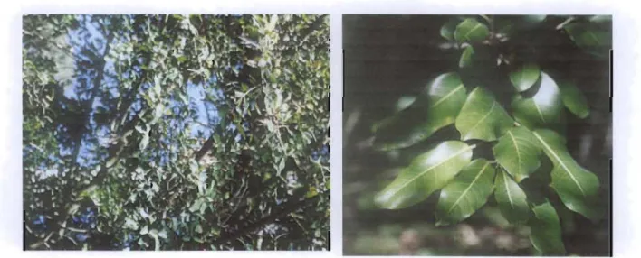 Figure  2.  F  thonningii  branches (A), leaves (B) and, roots (C). 