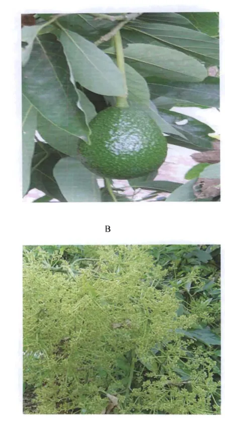 Figure 3.  P.  americana  fruit (A), and flowers (B). 