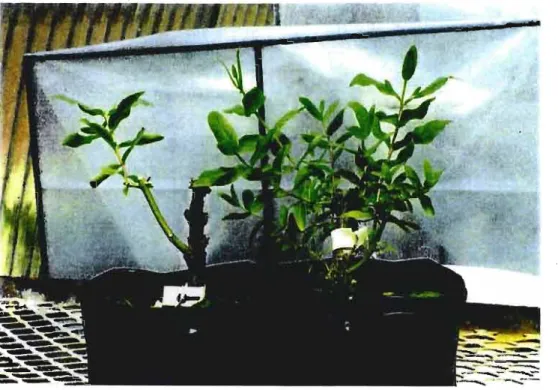 Figure 2.1  Stimulation of coppice growth (right) in a clone of  E. grand  is  x  nitens  (NB 69)  by cutting-back stock plants every three to four weeks (left)