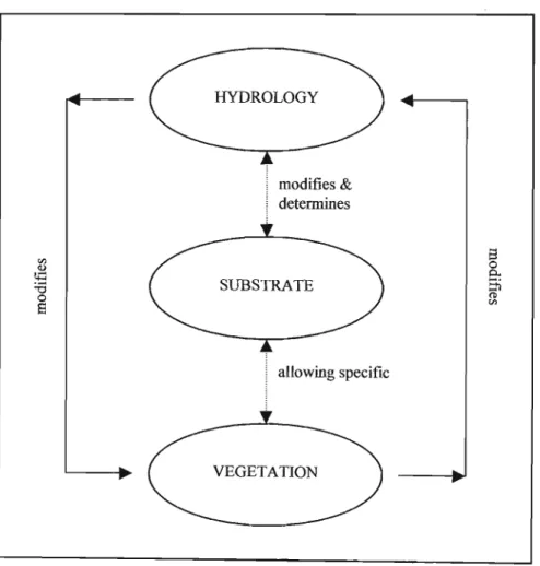 Figure 2.2 A conceptual model of wetland pattern and process (adapted from Gosselink: &amp;