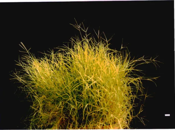 Figure 1.1 Mature Cynodon dactylon plant with terminal digitate inflorescence.
