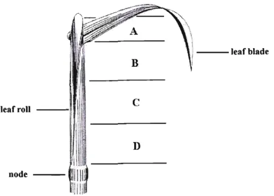 Figure 2.1 A schematic representation of a grass leaf depicting the various regions (A to D) that were evaluated for callus formation (van Oudtshoom, 1992).