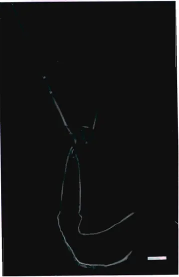 Figure 2.2 Plantlet regenerated from nodal segment via organogenesis. Shoot and root development were achieved in 10 days on hormone free MS nutrient media
