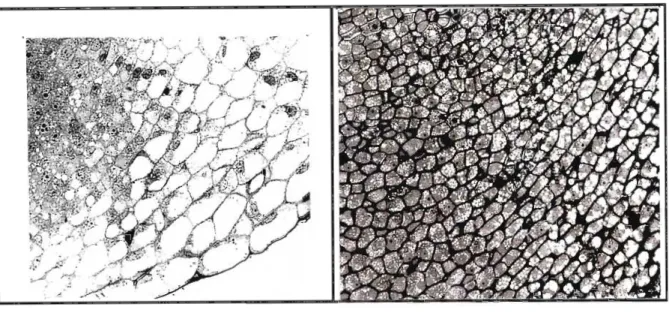 Figure 1.1: Light micrographs of (a) Trichilia dregeana, (compliments of J. Kioko) showing large vacuoles and (b) Quercus robur, showing less vacuolation in typical component cells of root caps.