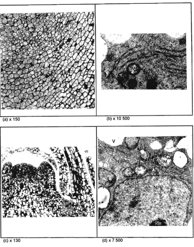 Figure 3.5: NaOCI surface-sterilised Q. robur embryonic axes, prepared for microscopy following a 6 d in vitro recovery period