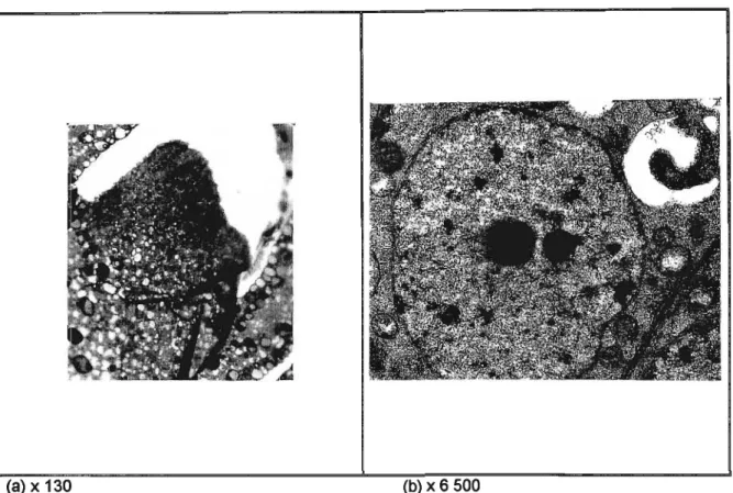 Figure 3.6: HgCb surface-sterilised Q. robur embryonic axes. Fig 3.6a: Tunica and corpus of shoot apical meristem