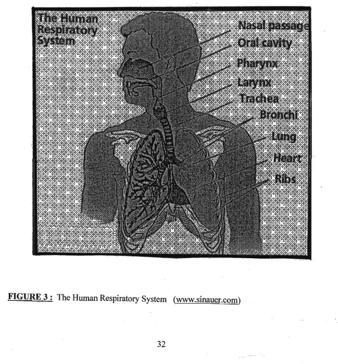 FIGURE 3: The Human Respiratory System (www.sinauer.com)