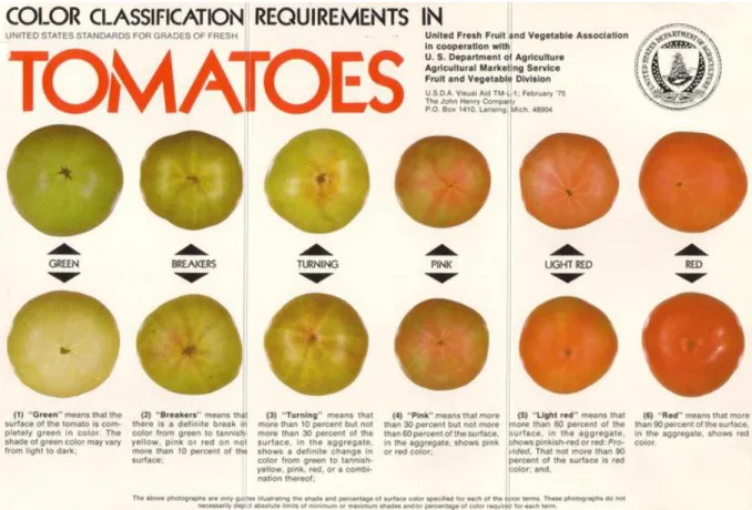 Figure 2.6  Tomato colour stages during the ripening process, (after USDA, 2011) 
