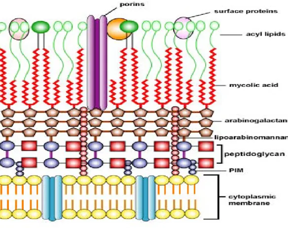 Figure 2.1 General cross sectional area of mycobacterial cell wall structure (Kaiser, 2011)