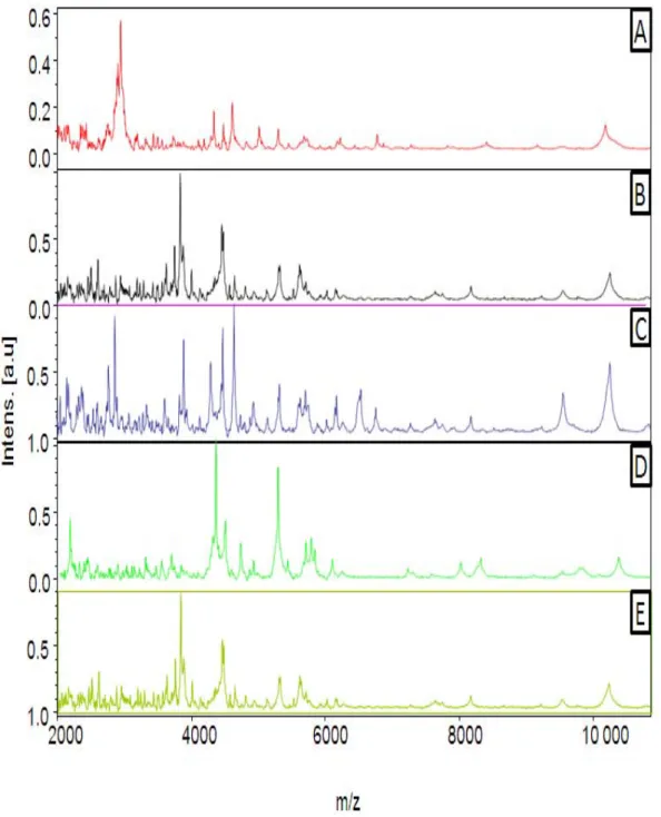 Biotyping of clinical mycobacterium tuberculosis isolates using MALDI ...