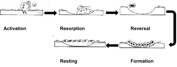 Figure 2.1 Diagrammatic summary of the 5 cycles in bone remodeling 
