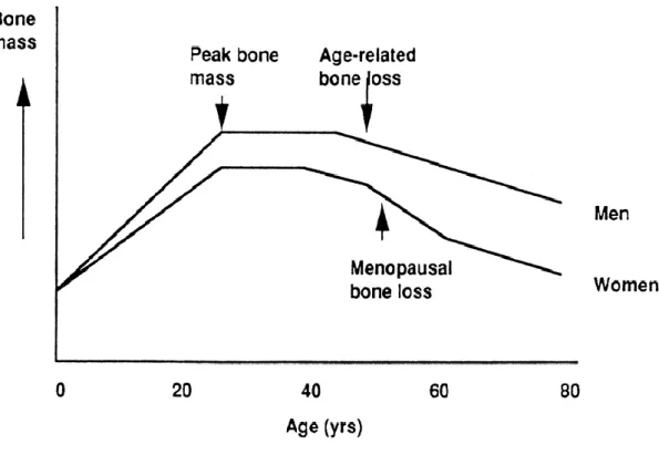 Figure 2.2 Changes in bone mass with age in men and women. 