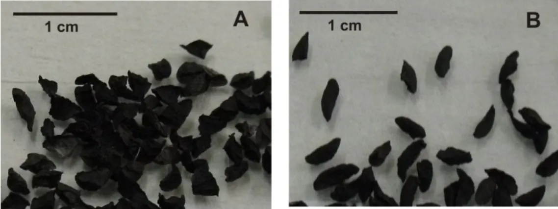 Figure 2.1: Seeds of T. ludwigiana (A) and T. violacea (B). 