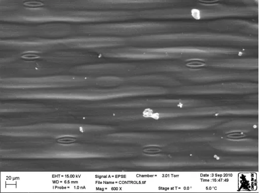 Figure 2.5: Structure of the adaxial side of the control leaf of T. violacea showing  stomata