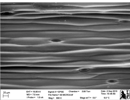 Figure 2.6: Structure of the adaxial side of T. violacea leaf grown at a light  intensity of 40 µmol m -2  s -1  showing stomata