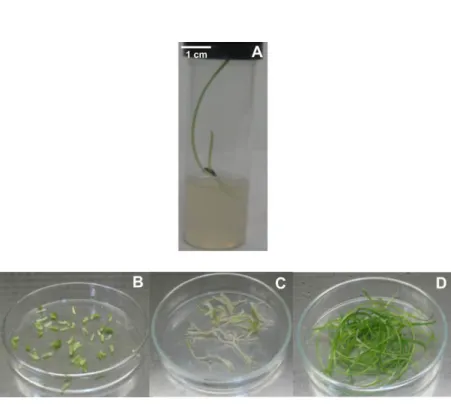 Figure  3.1:  Sample  preparation  for  endogenous  cytokinin  analysis  from  in  vitro  grown seedlings  of  T