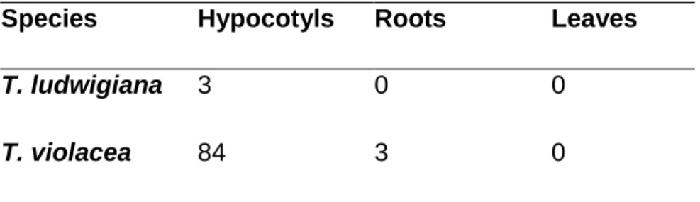 Table 3.1: Shoot induction (%) from Tulbaghia seedling explants. 