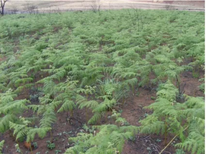 Figure 2.2: Bracken fern clump in the Park  2.14  Taxonomy 