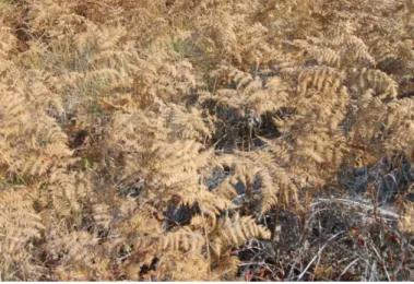 Figure 4.2: Bracken fern in early winter in the Reserve 