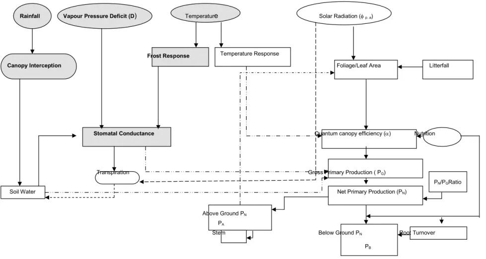 Figure 4: Flow diagram of 3-PG processes (Tickle et al., 2000a). The left-hand side of the diagram contains components affecting  predominately  the  hydrological  balance,  while  the  right-hand  side  shows  the  carbon  balance  processes.