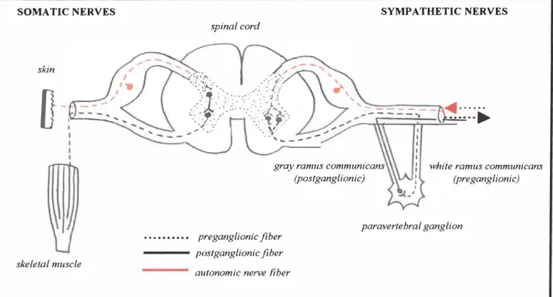 Figure 15  : The principle of the sympathetic outflow from the spinal cord and of the course and  distribution of sympathetic fibers 