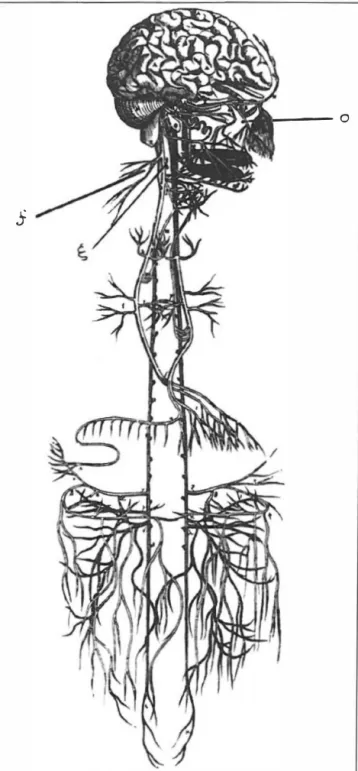 Figure 1: Earliest drawing of the sympathetic trunk,  rami communicantes  and peripheral autonomic nerves; the vagus and adjacent lower cranial 
