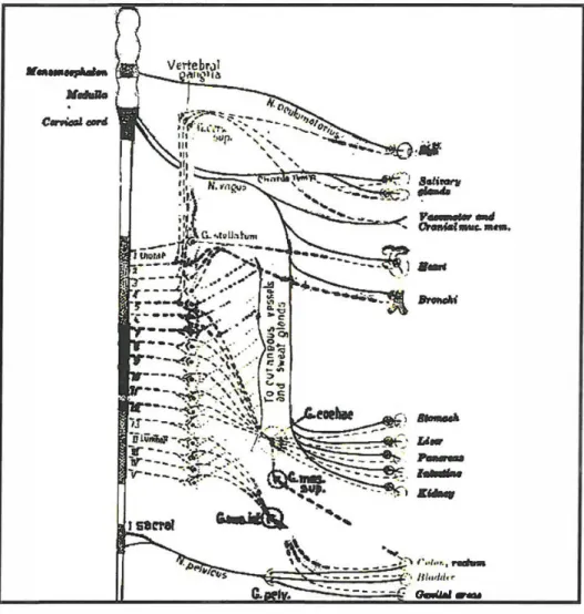 Figure 4: Schematic diagram of the autonomic nervous system . 