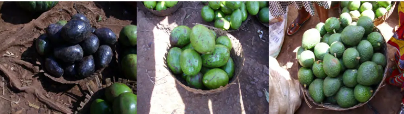 Figure 5.1: Various avocado “varieties” – Bakari, Indundi, and grafted avocados