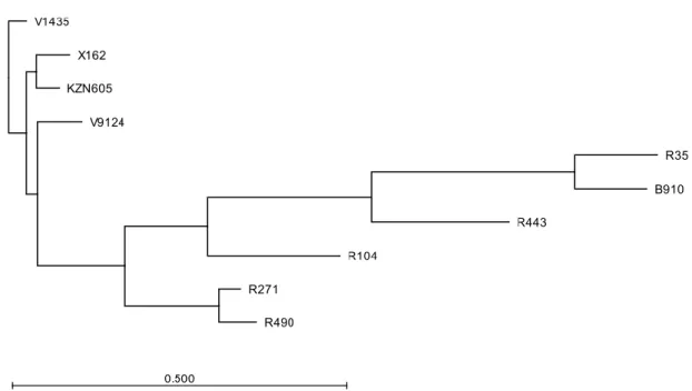Figure 3.1 Phylogenetic relationships of clinical strains. The tree was constructed by the neighbour- neighbour-joining method using the CLC Genomics Workbench