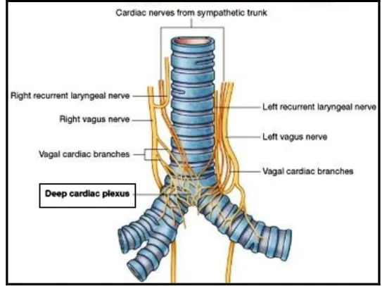 THE ANATOMY OF THE CARDIAC PLEXUSES - LIST OF PLATES